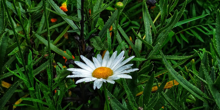 The Beautiful Flower