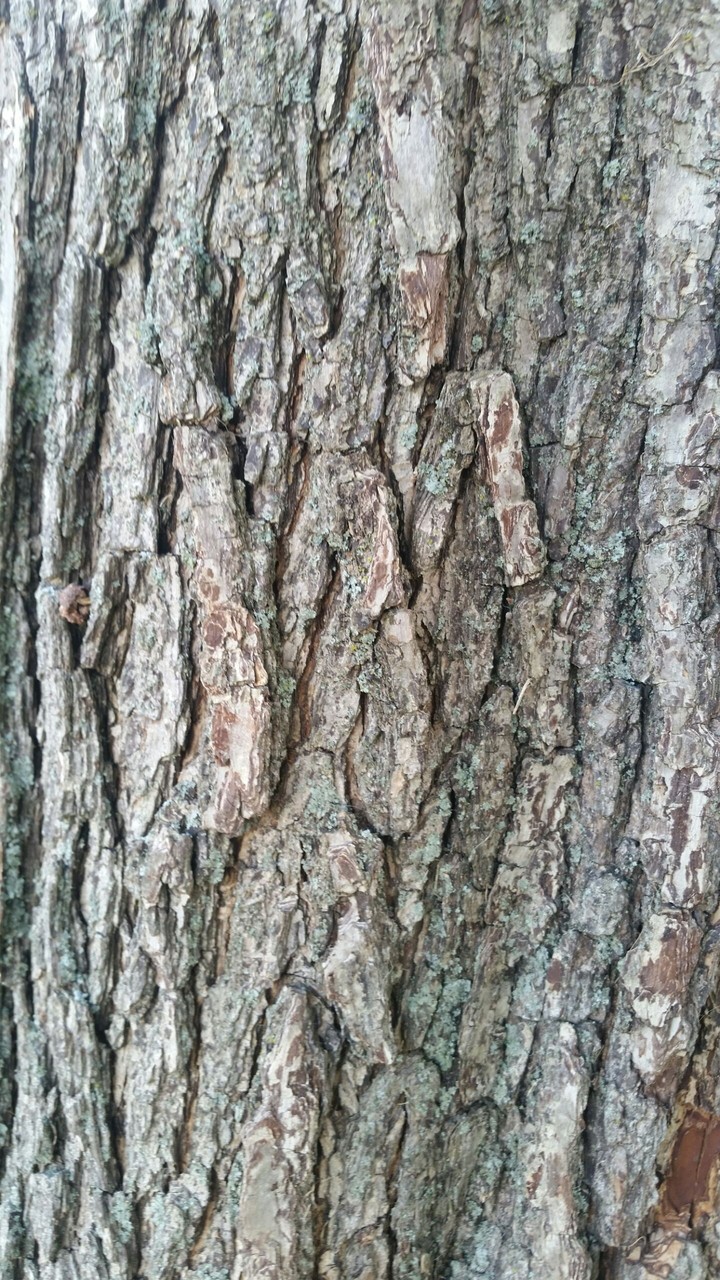 tree trunk
