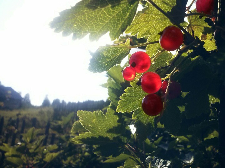 Red currant
