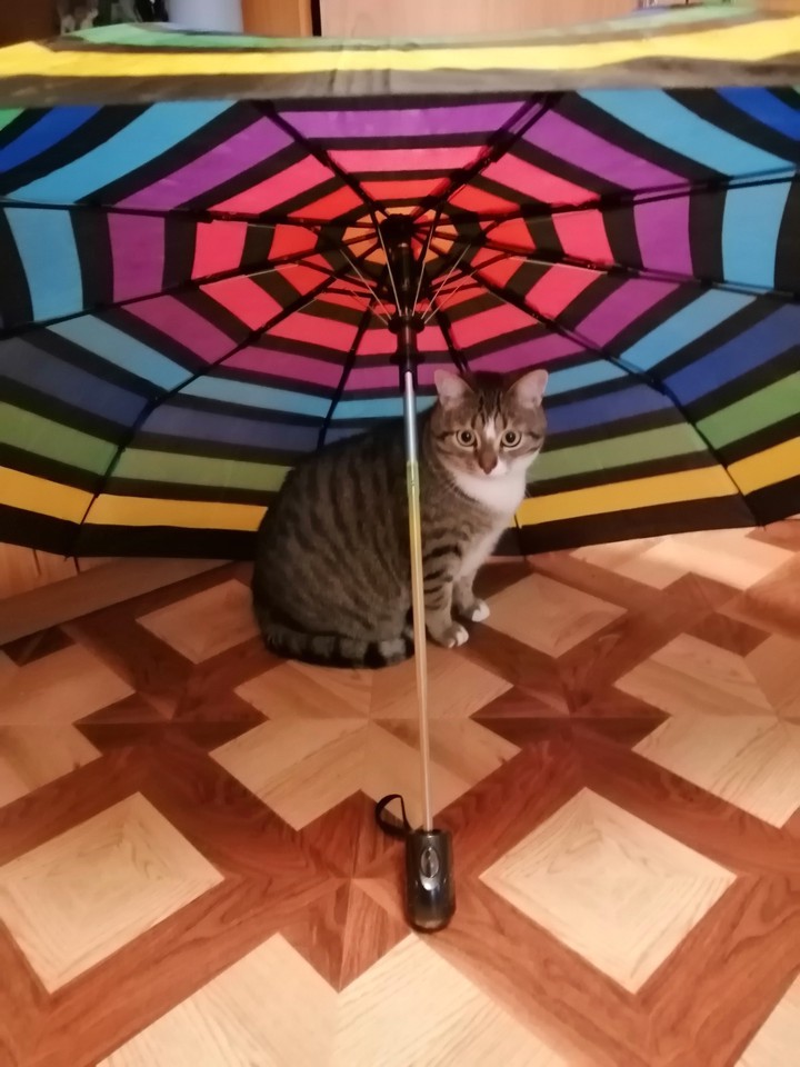 котейкин