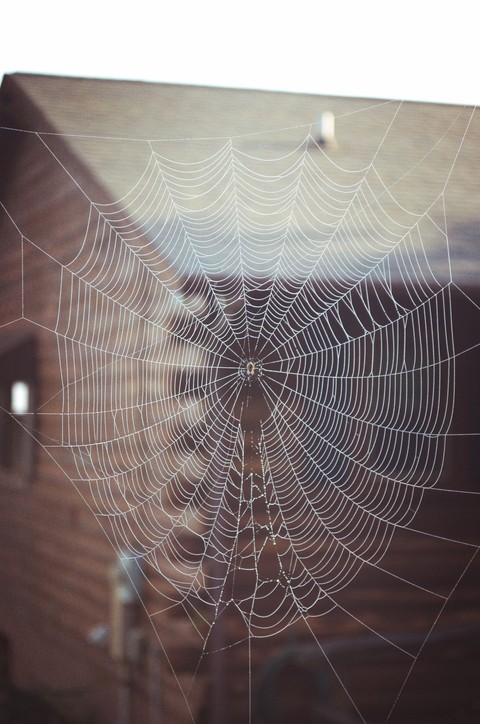 spider web