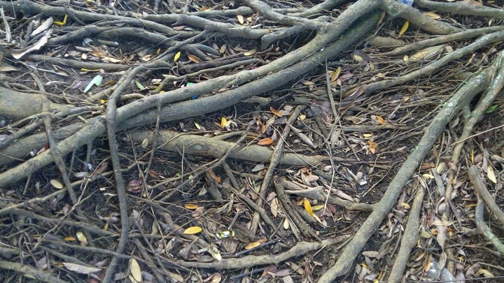 roots