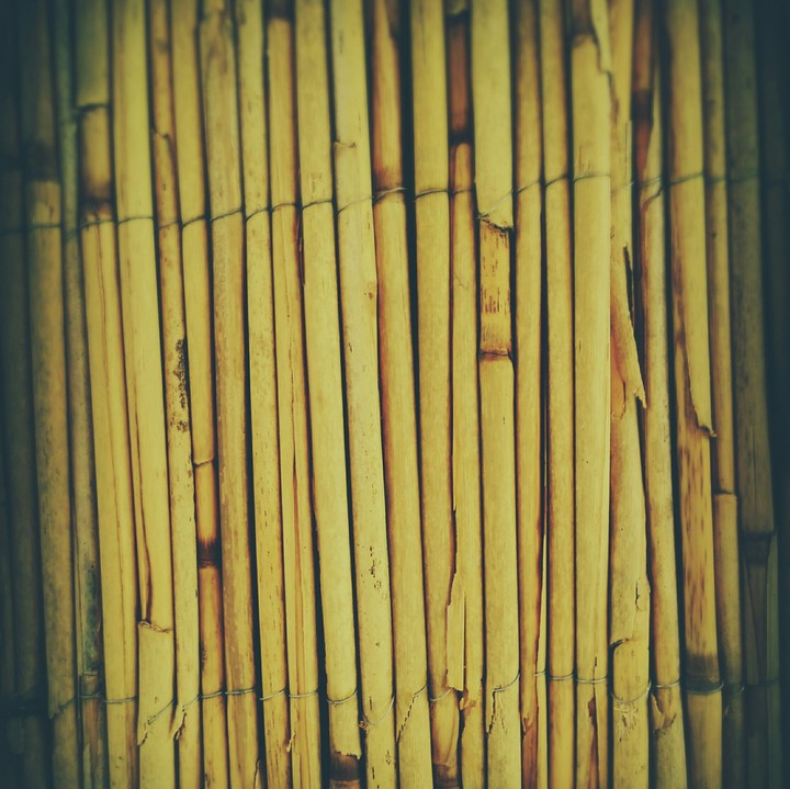 Bamboo