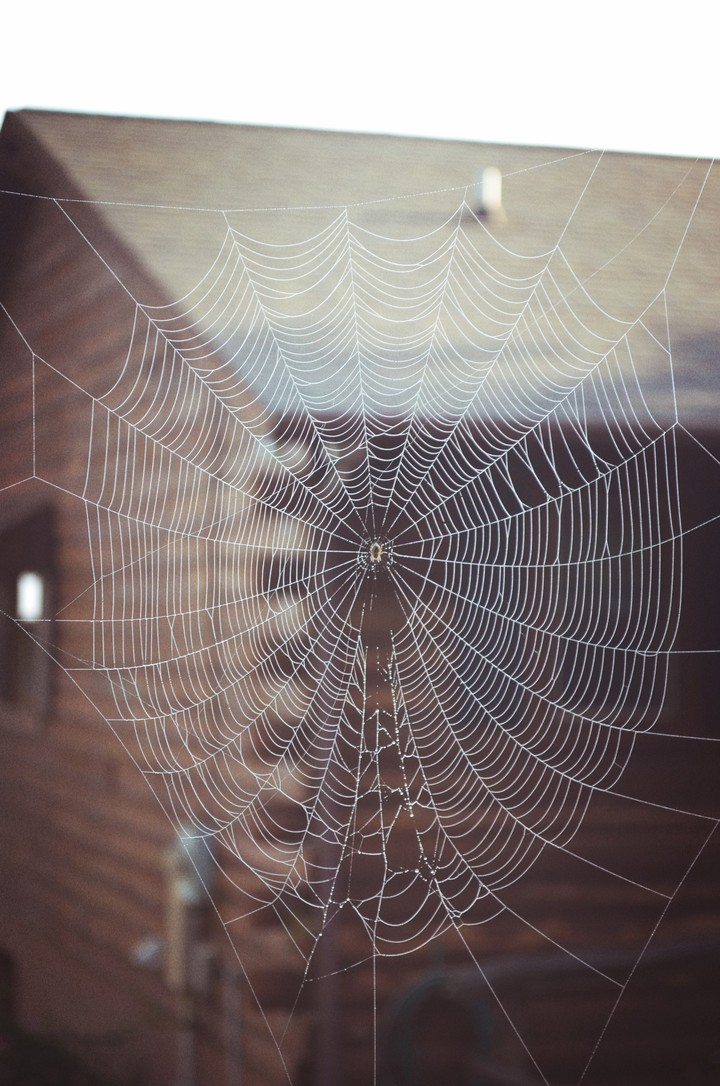 spider web