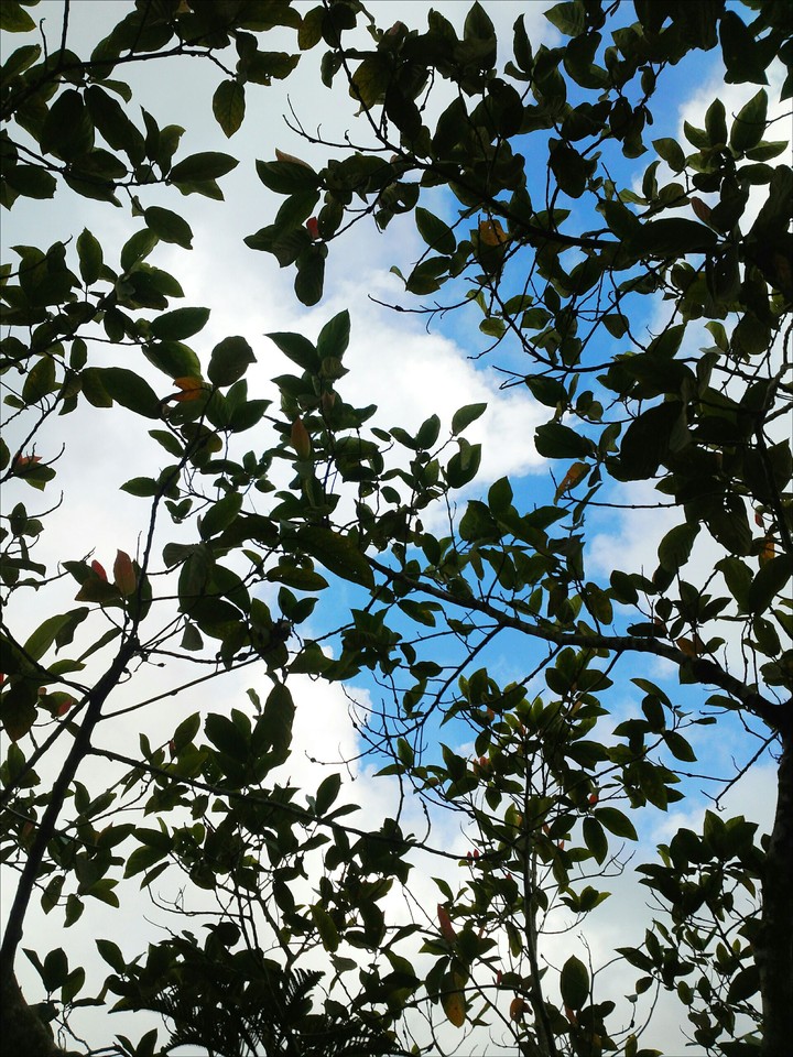 Green Leaves and Sky