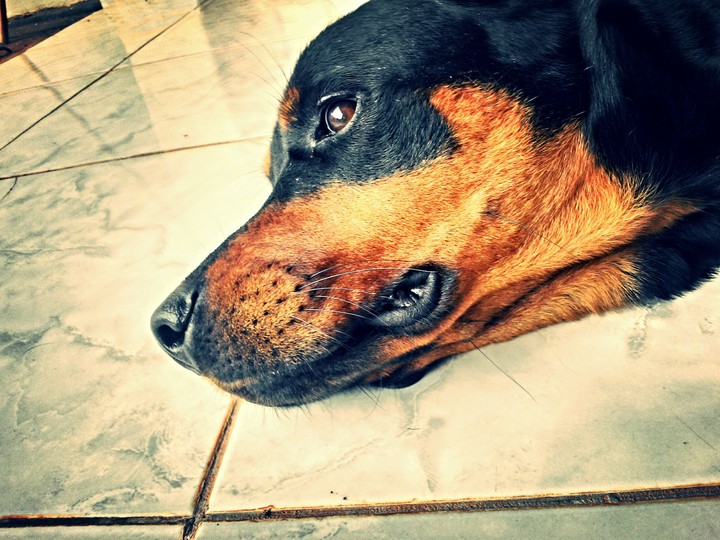 hanna