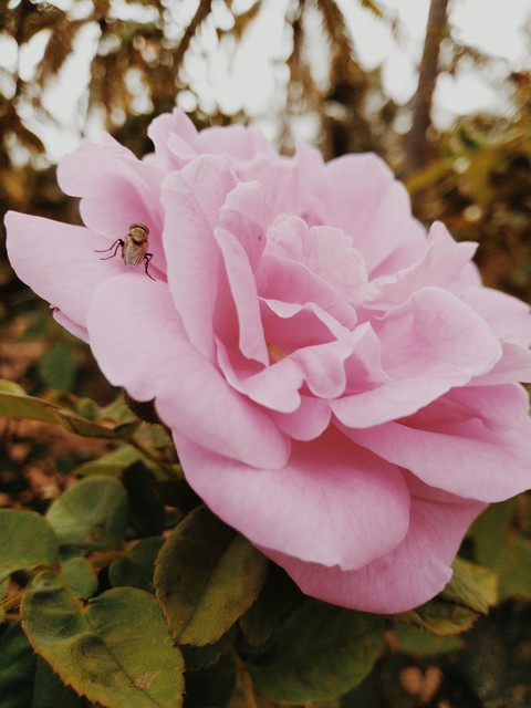 rose flowers