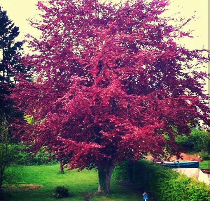 baume
