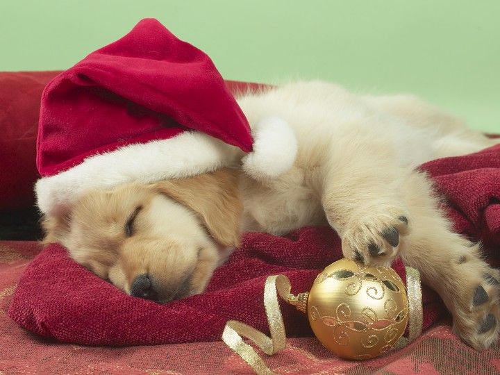 Christmas Dog