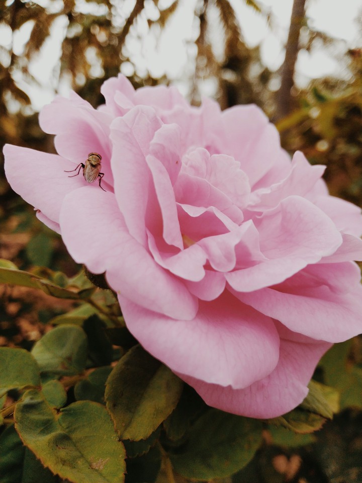 rose flowers