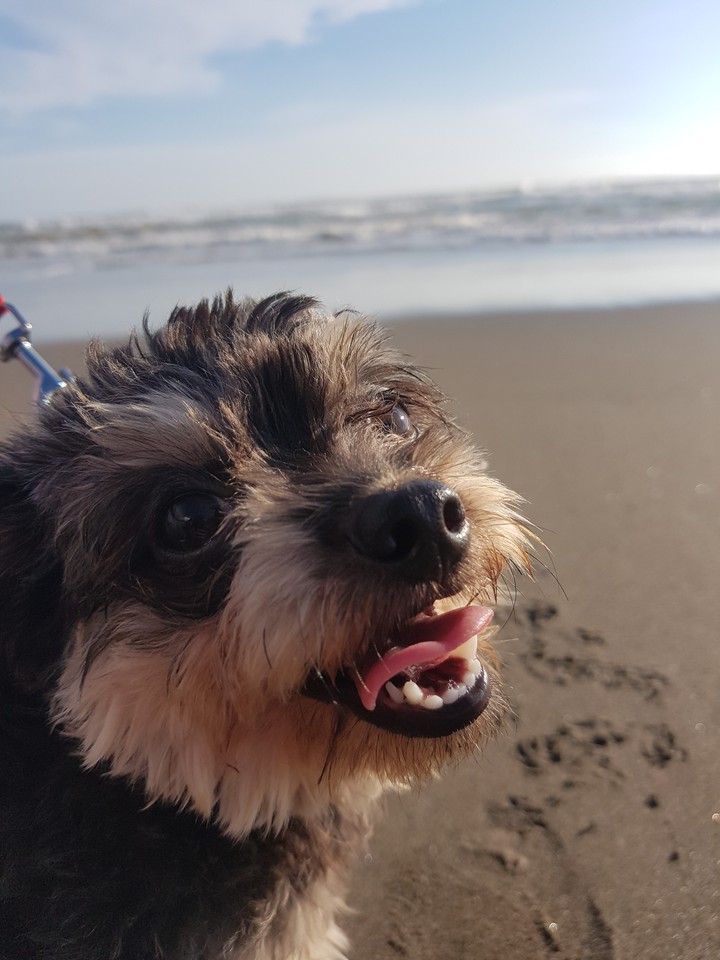 doggo