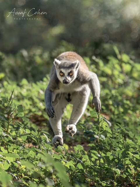 lemur + Assaf Cohen
