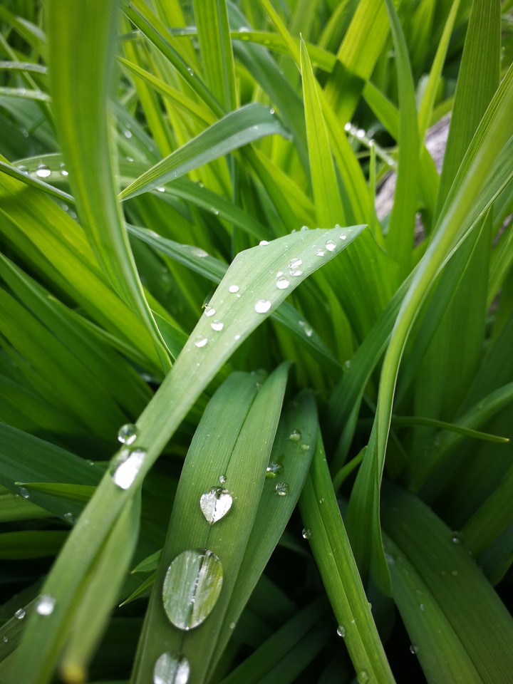 grass with rain drops