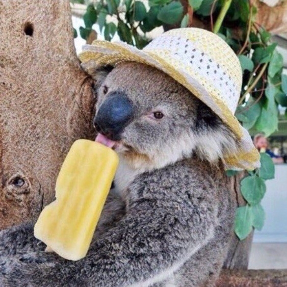 koala?