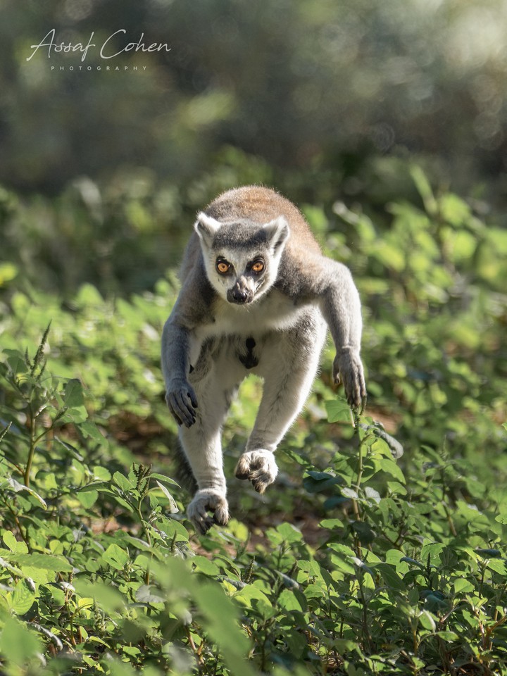 lemur
+ Assaf Cohen
