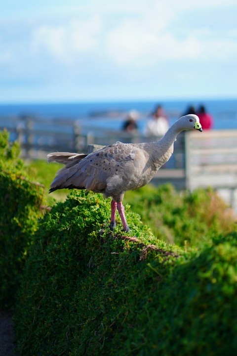 обои wing, beak