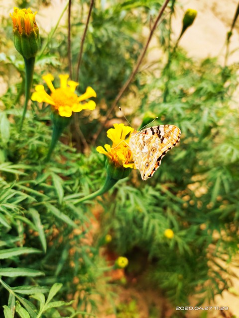 Buterfly