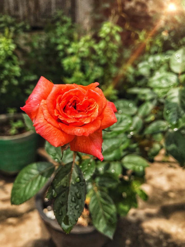 red rose