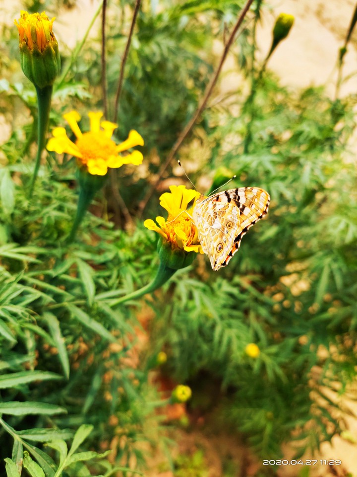 Buterfly