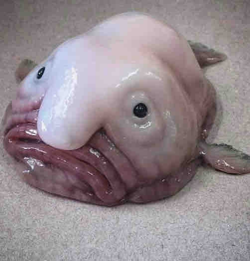 블롭피쉬