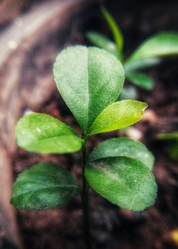 Lemon Plant