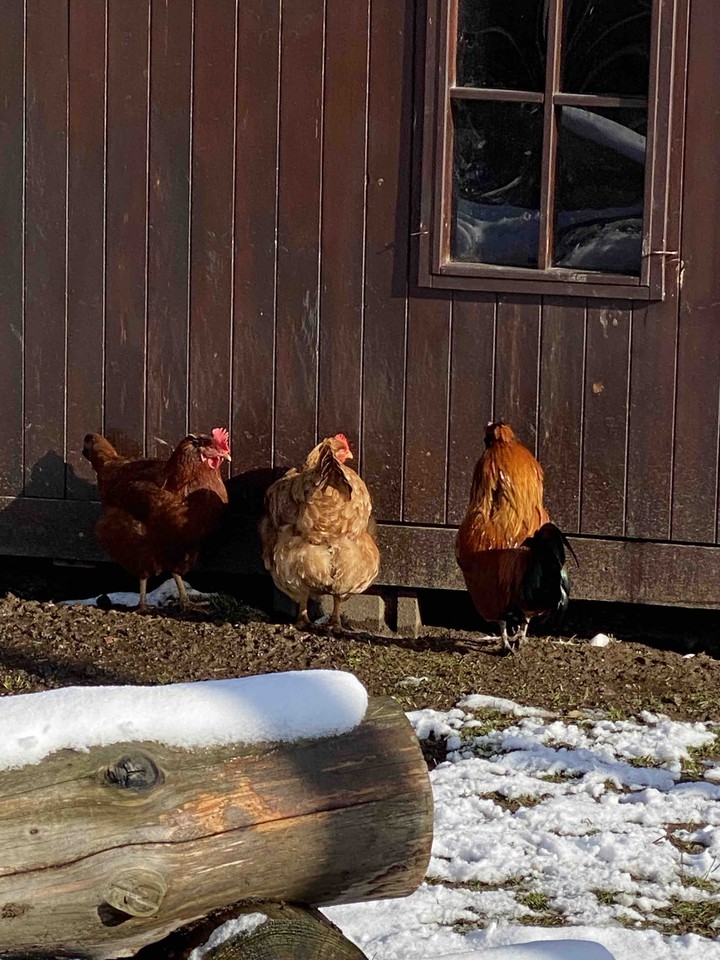 Clucking Around Czech Republic