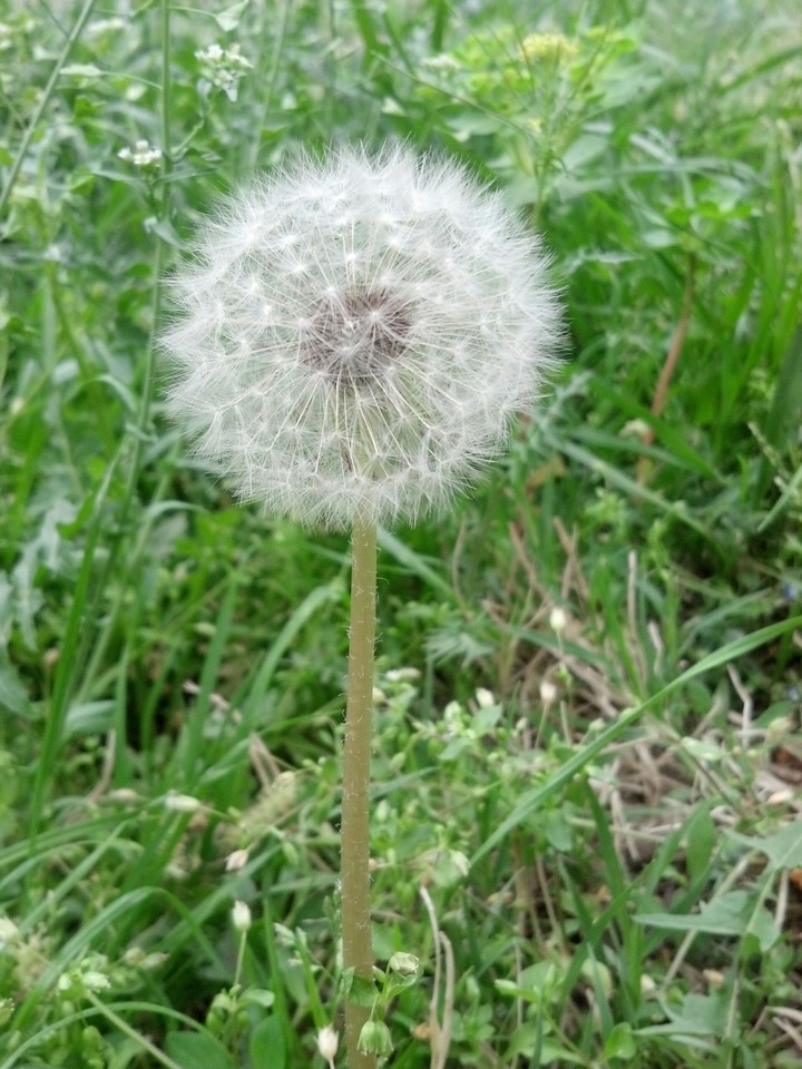 dendelion