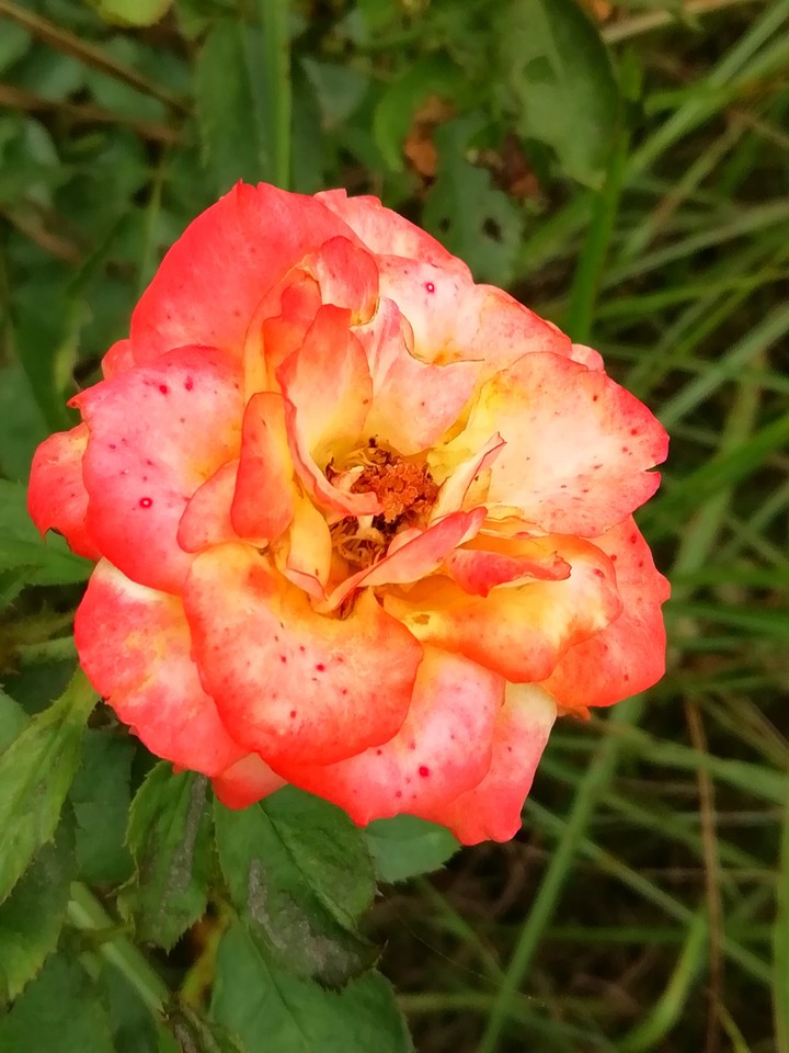 #rose the sign of love