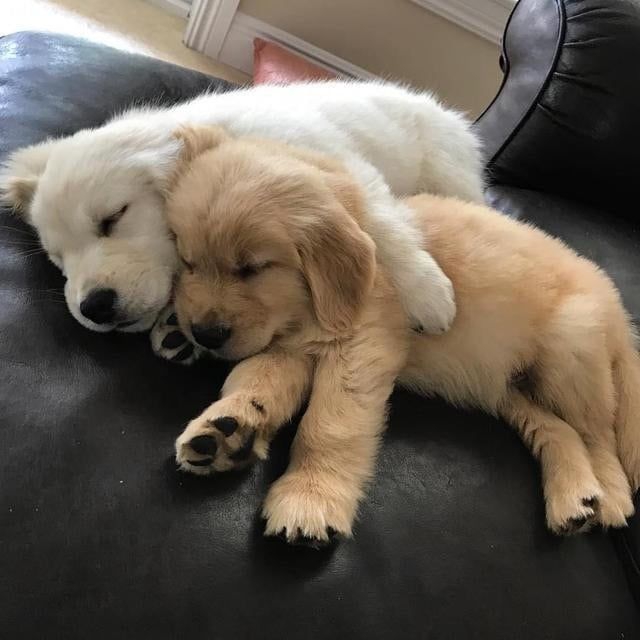 dos perros dos corazones