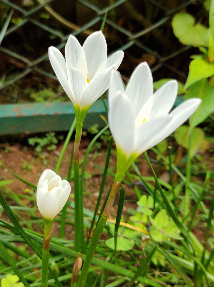 white flowers