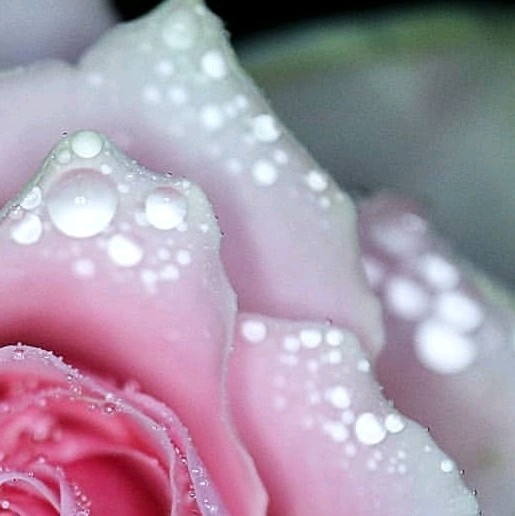 4x Rose