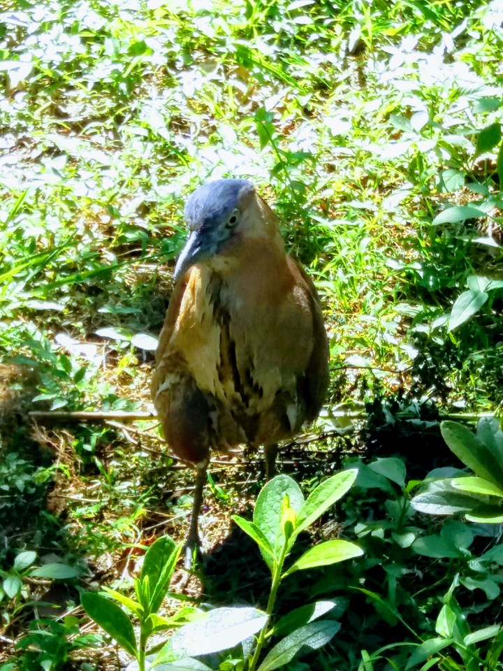 bird