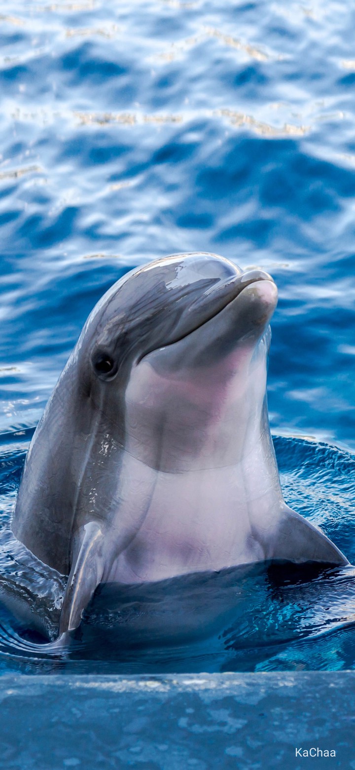 dolphin