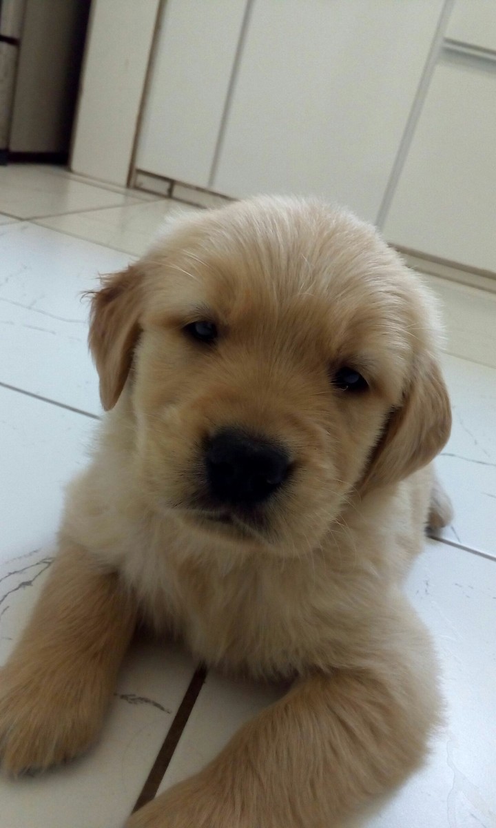 Puppy Golden #02
