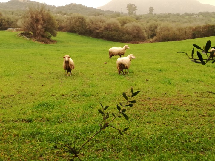 sheeps