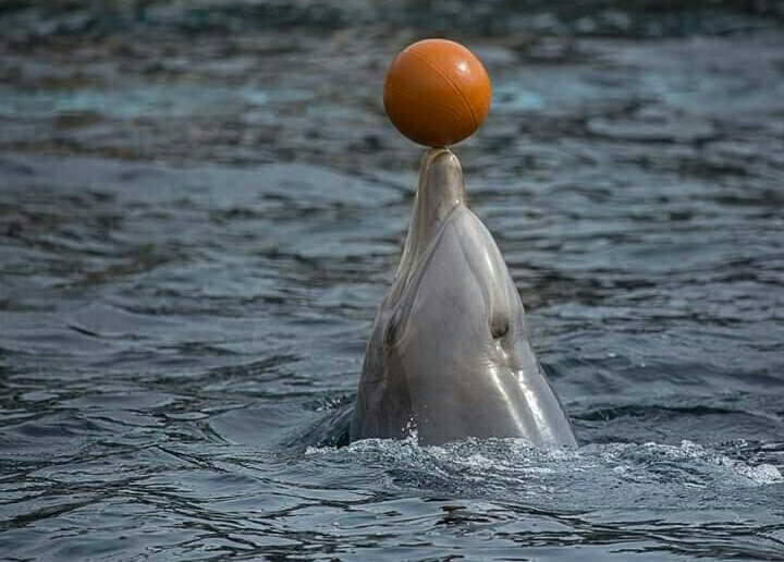Dolphin