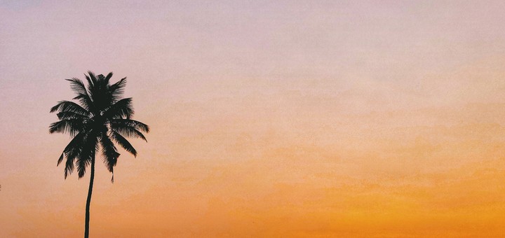 The lone tree