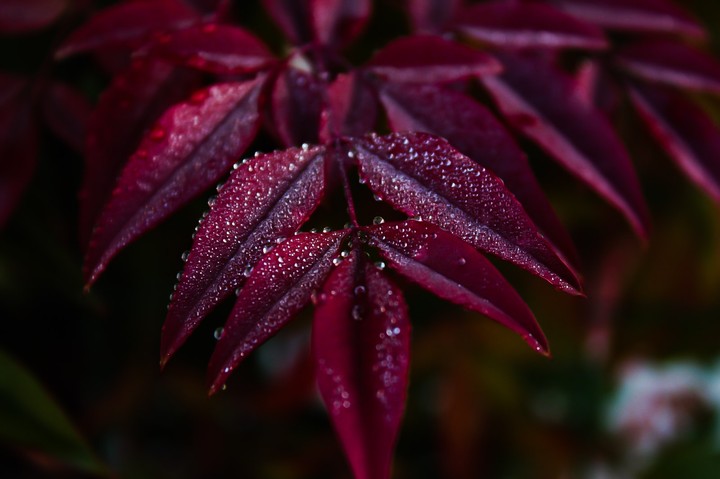 drops