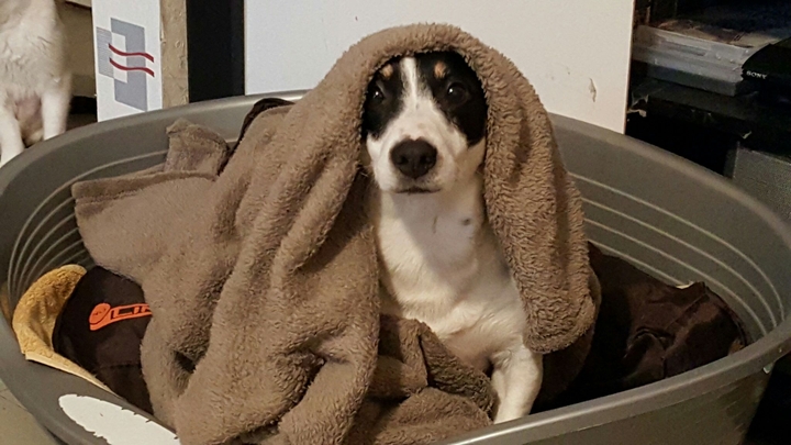 mon chien