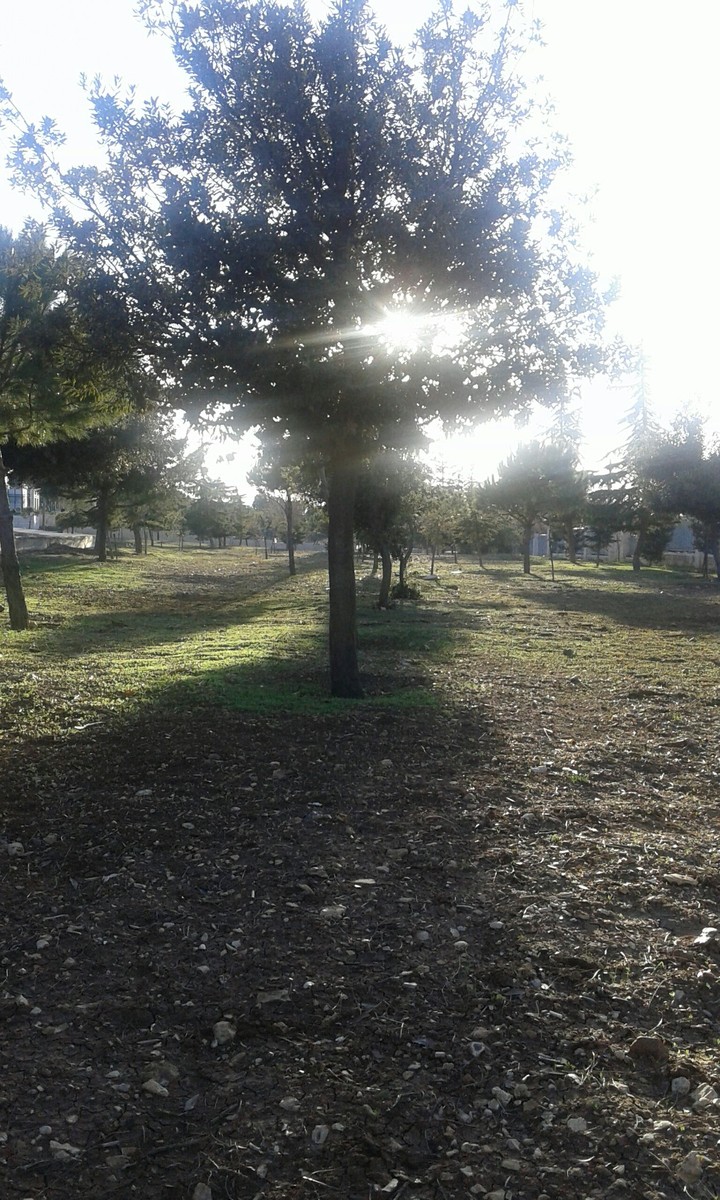 The tree