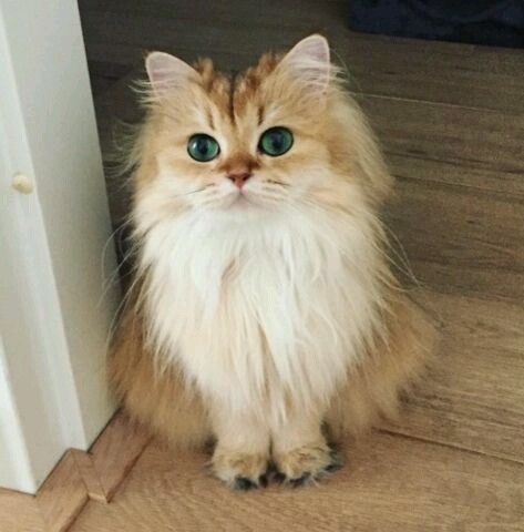 felino