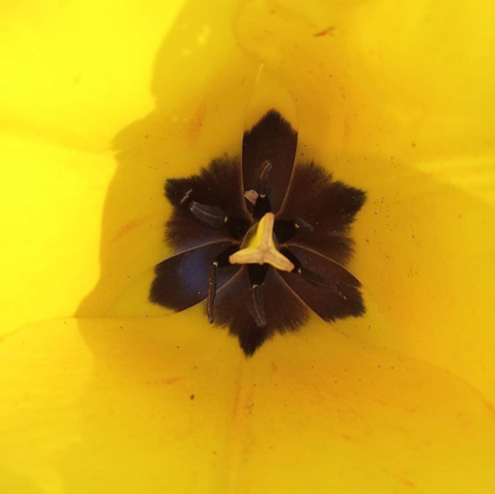 Tulip