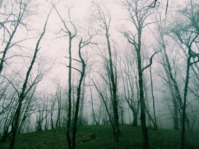 جنگل در مه