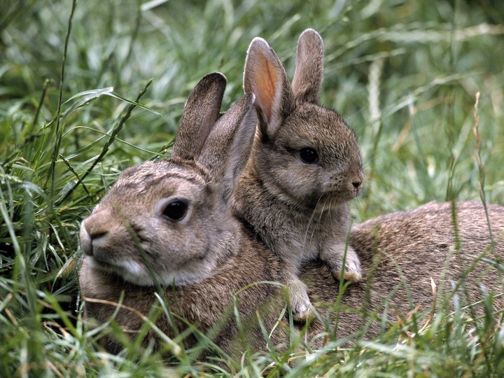 rabbits