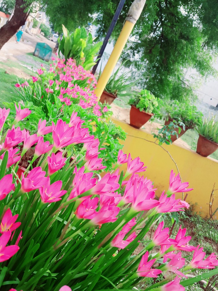 morning bliss