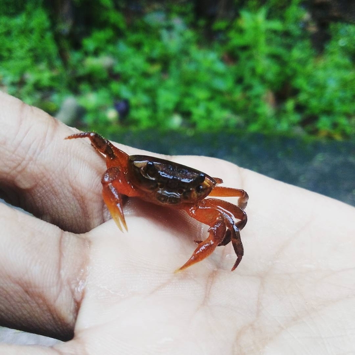 Baby Crab