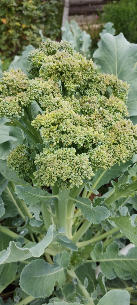 broccoflower, groundcover wallpapers