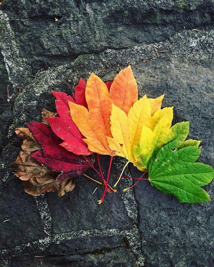 seasons harmony