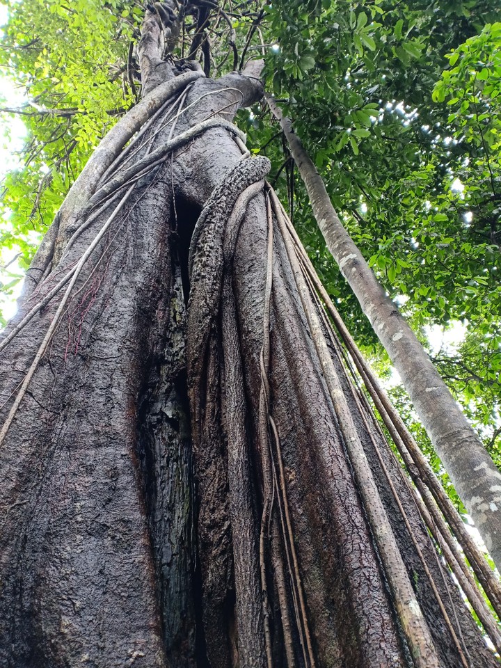 tree