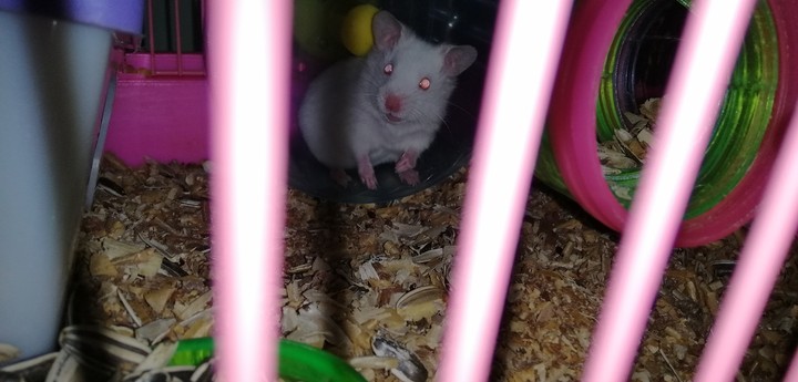Théo the Hams